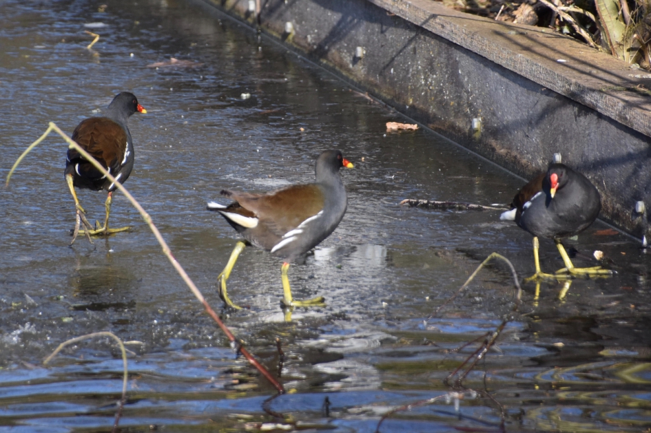 Waterhoentjes op het ijs - Vogels - 