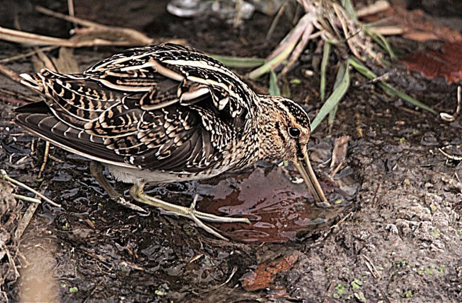 Watersnip - Vogels - Watersnip