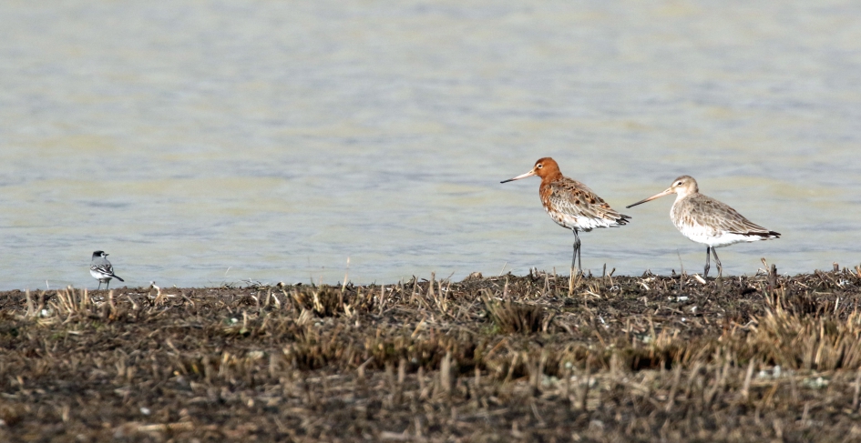 Weer dat kleintje... - Vogels - 