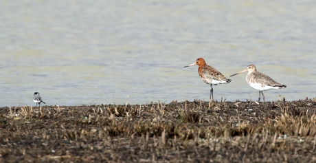 Weer dat kleintje...