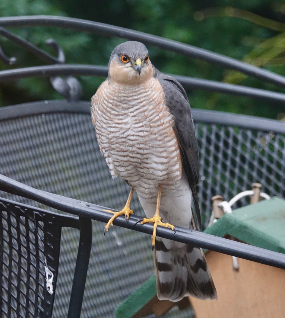 Weg Sijzen - Vogels - Sperwer