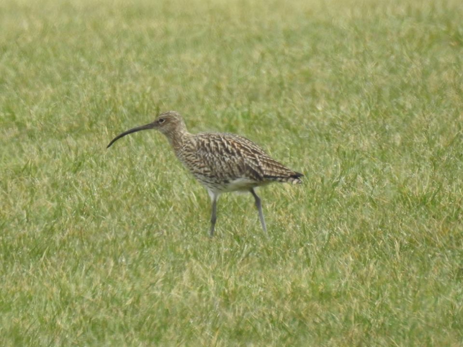 Weidevogel1   de Wulp - Vogels - Wulp