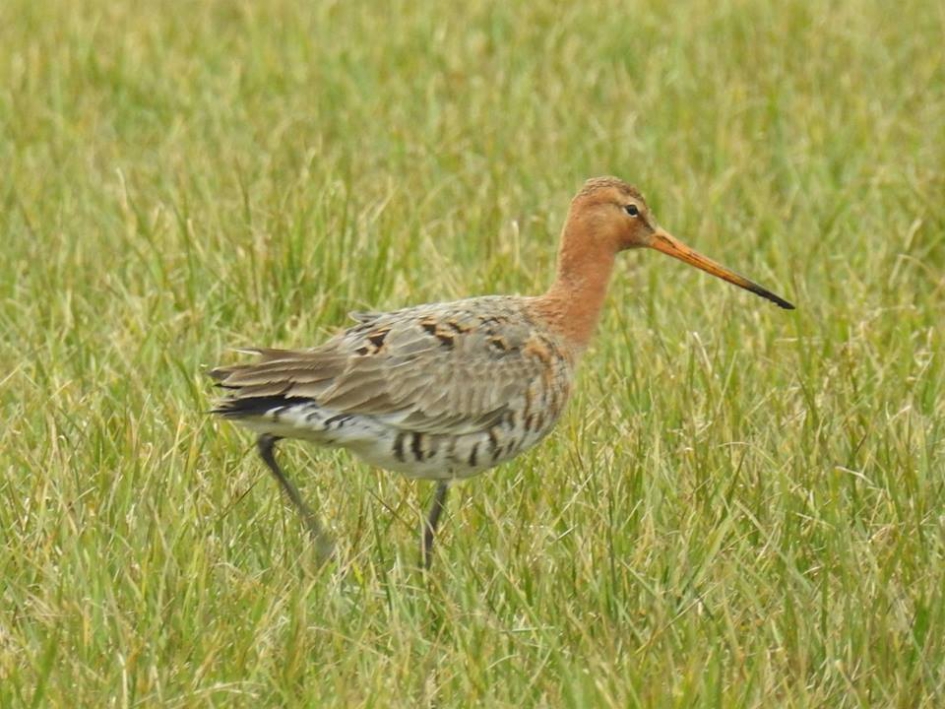Weidevogel 2   de Grutto - Vogels - Grutto