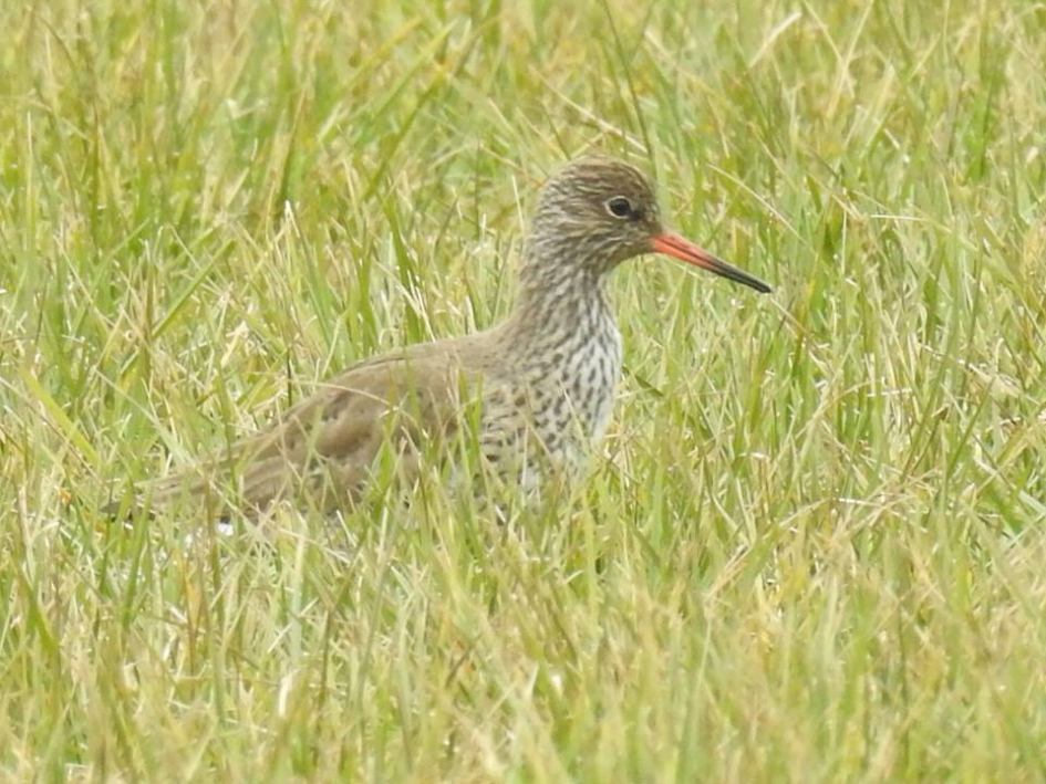 Weidevogel 3   de Tureluur - Vogels - Tureluur