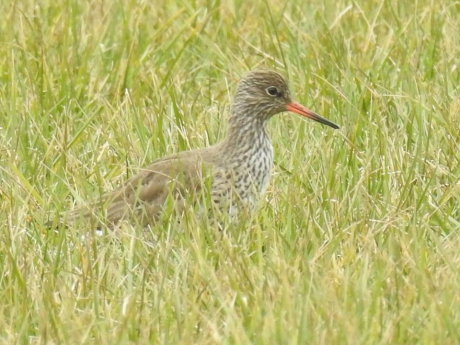 Weidevogel 3   de Tureluur