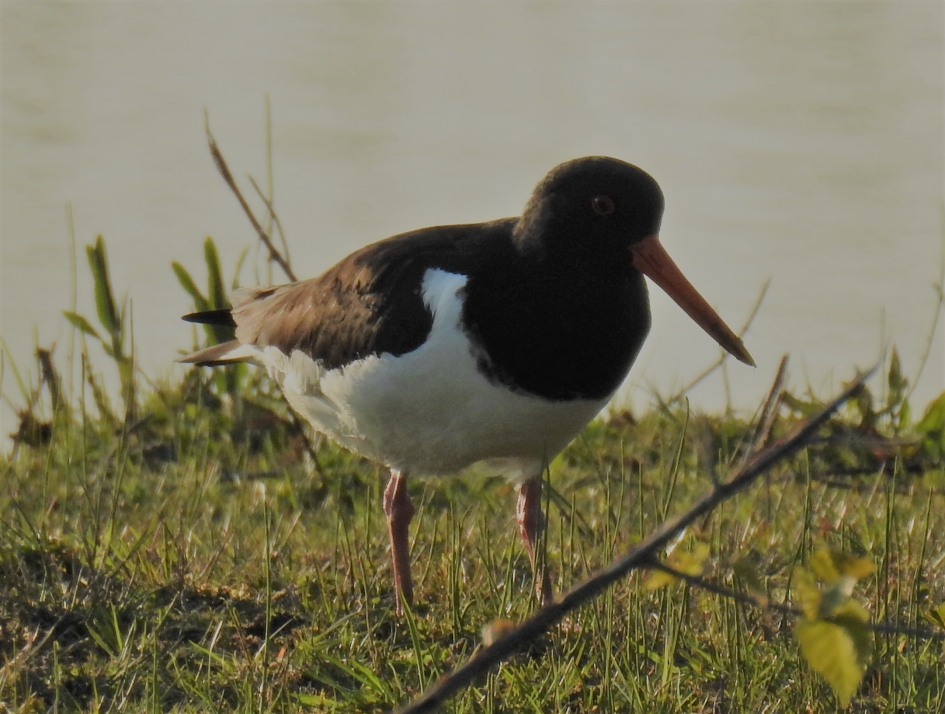 Weidevogel 4  de Scholekster - Vogels - Scholekster