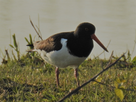 Weidevogel 4  de Scholekster