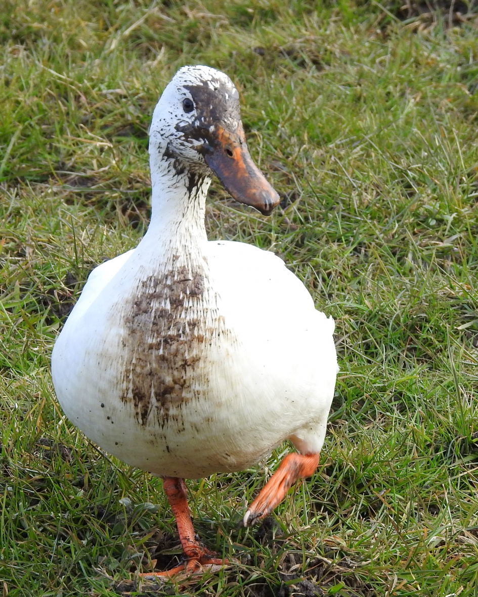 Wie heeft er met modder gegooid ? - Vogels - Eend