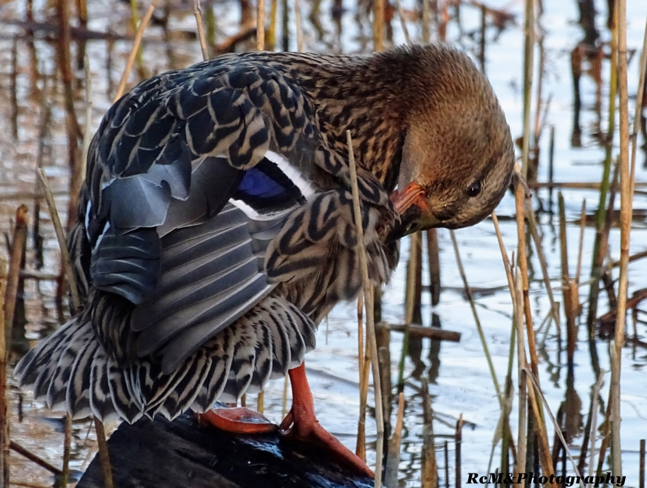 Wilde eend vrouwtje. - Vogels - Wilde eend.