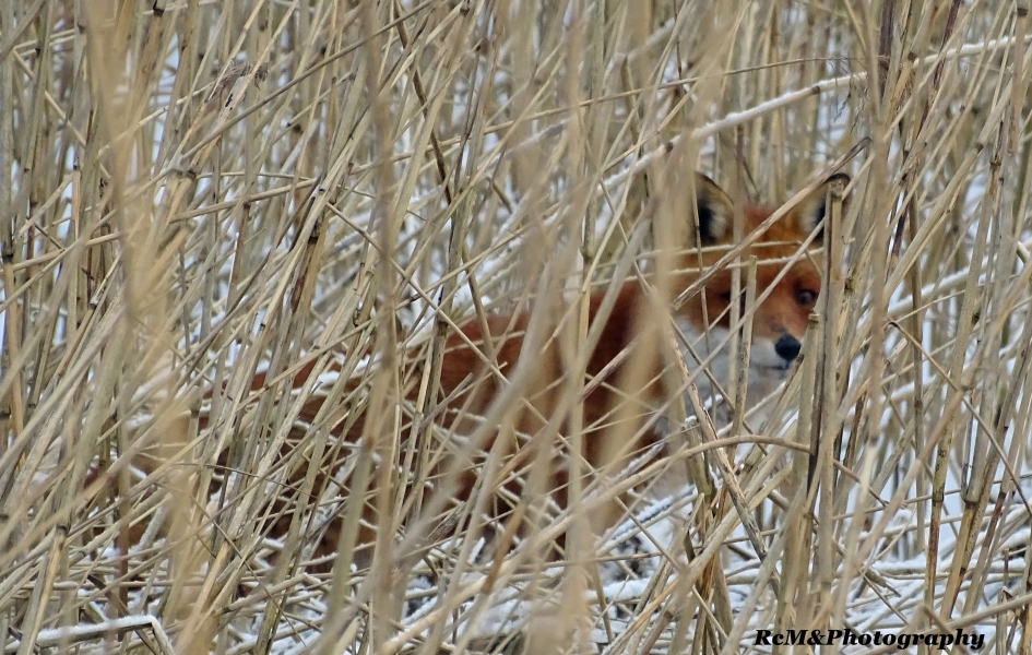 Wilde vos in het riet&sneeuw (Noordhollands Duinreservaat). - Zoogdieren - Vos