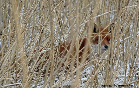 Wilde vos in het riet&sneeuw (Noordhollands Duinreservaat).
