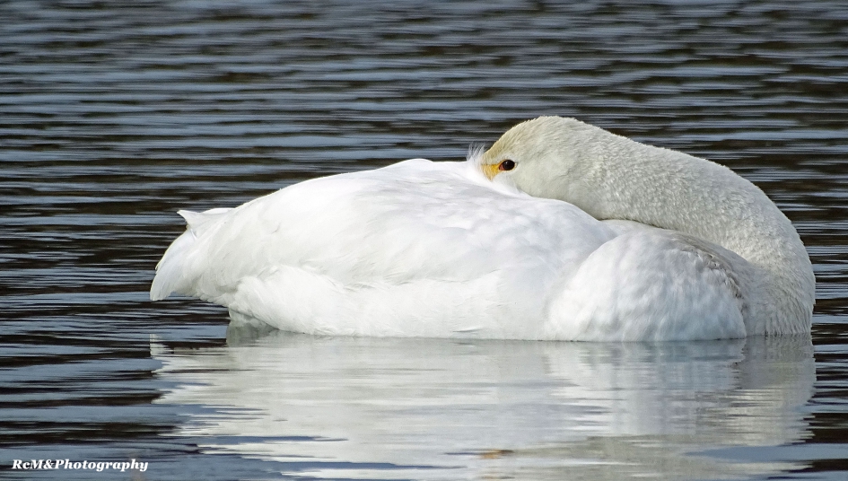 Wilde zwaan. - Vogels - Wilde zwaan