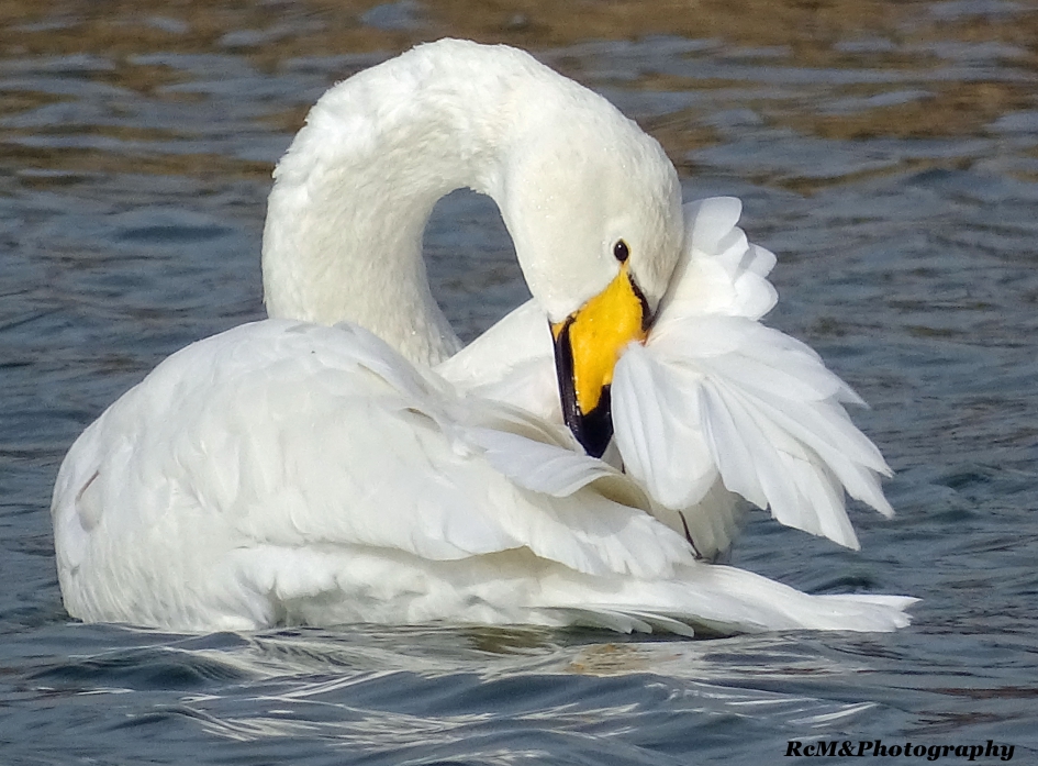 Wilde zwaan. - Vogels - Wilde zwaan