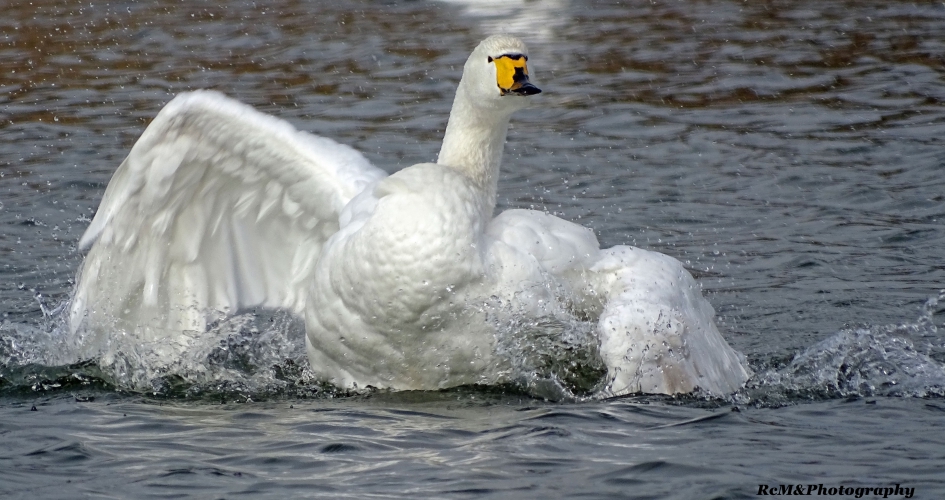 Wilde zwaan. - Vogels - Wilde zwaan