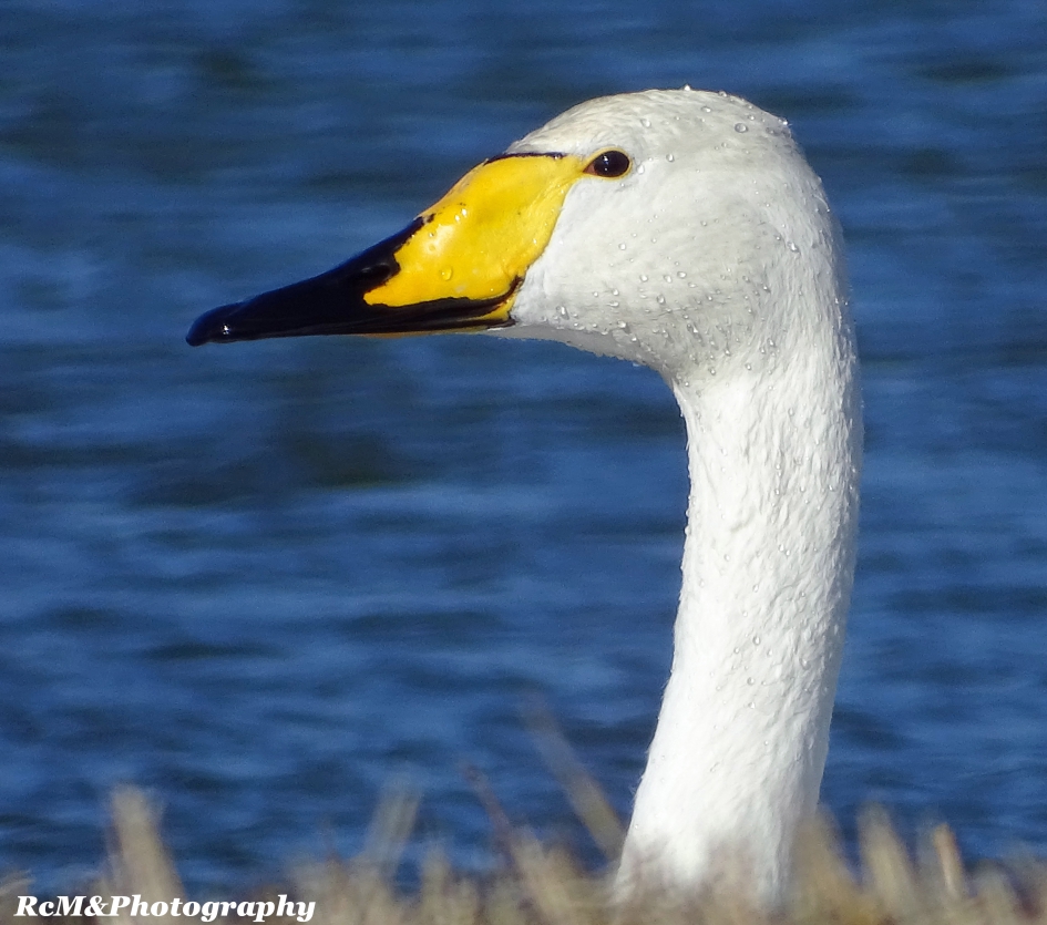 Wilde zwaan. - Vogels - Wilde zwaan.