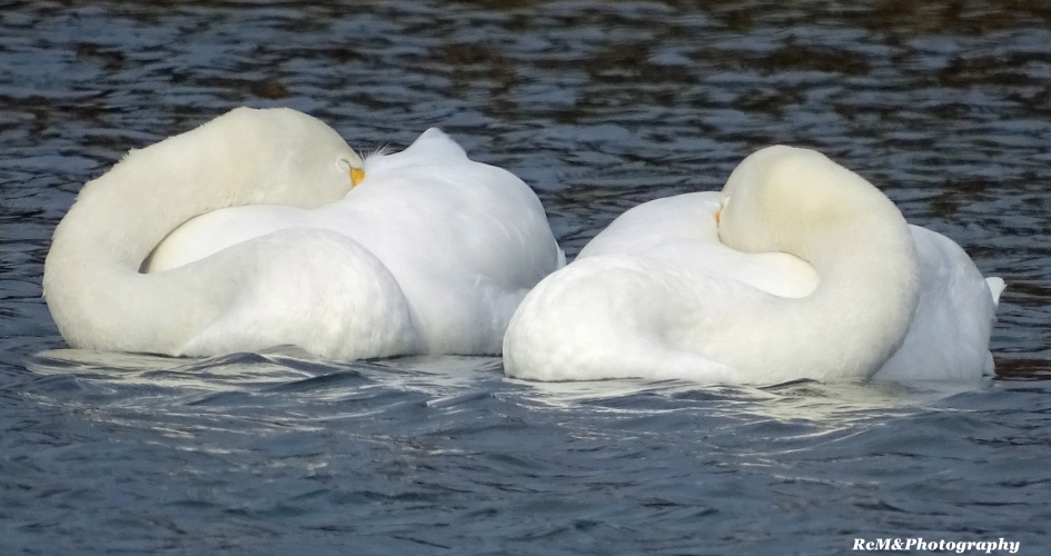 Wilde zwanen. - Vogels - Wilde zwaan