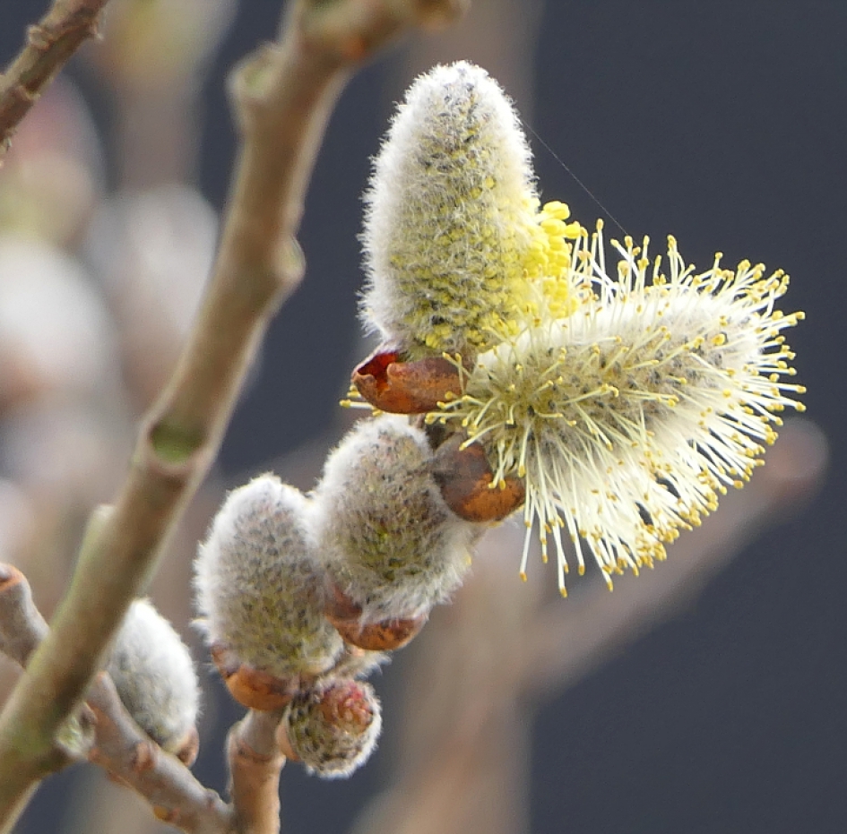 Wilgenkatjes - Planten - Wilgenkatjes