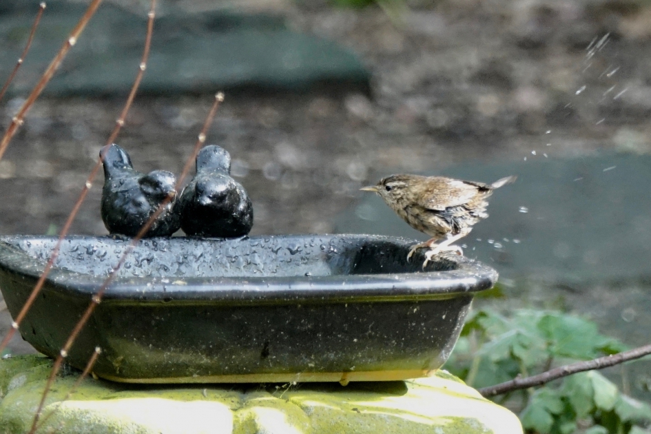 Winter uit de veren - Vogels - Winterkoning