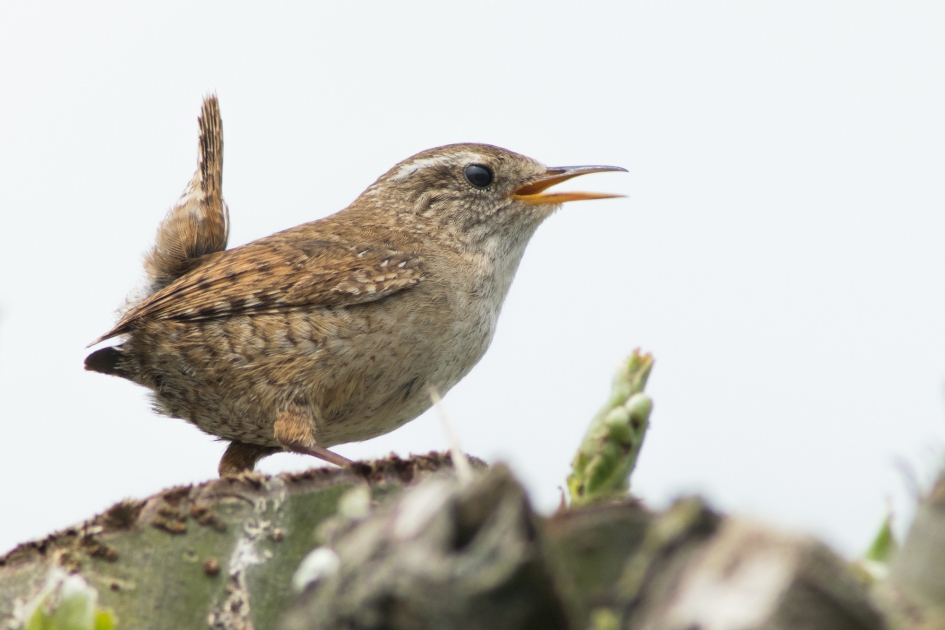 Winterkoning - Vogels - Winterkoning