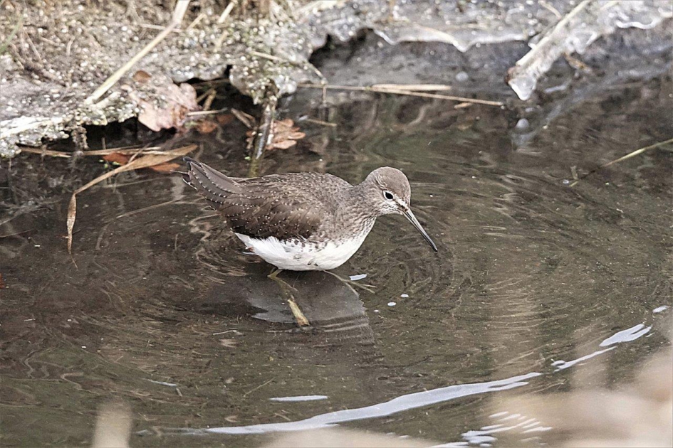 Witgatje - Vogels - Witgatje