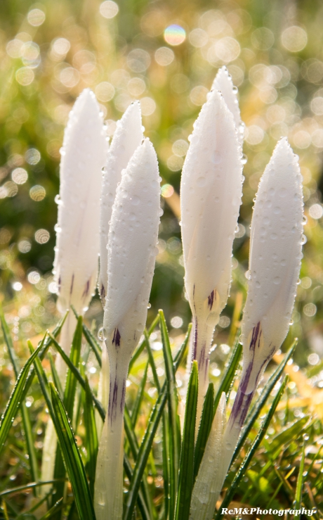 Witte krokus.