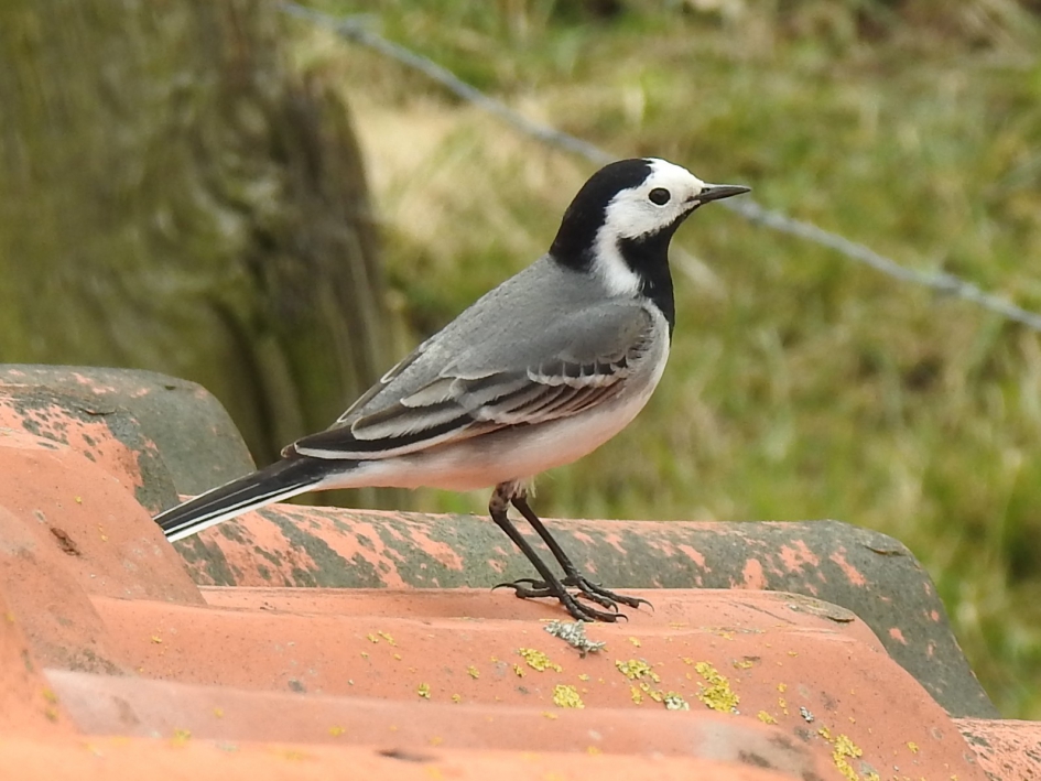 Witte kwikstaart - Vogels - Witte kwikstaart