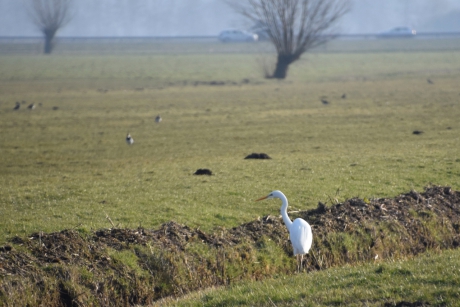 Witte reiger
