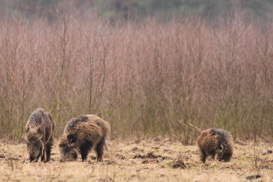 Wroetende Wilde Zwijnen - Zoogdieren - Wild zwijn