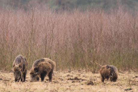 Wroetende Wilde Zwijnen