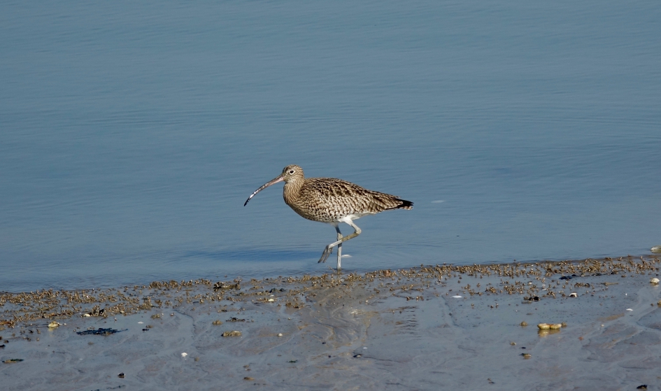 Wulp in balans - Vogels - Wulp