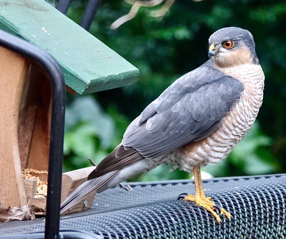 Zaadeters - Vogels - Sperwer