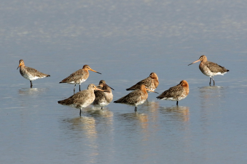 Ze zijn er weer!! - Vogels - Grutto
