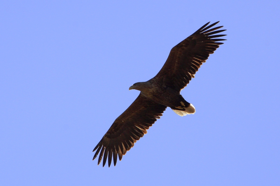 Zeearend - Vogels - Zeearend