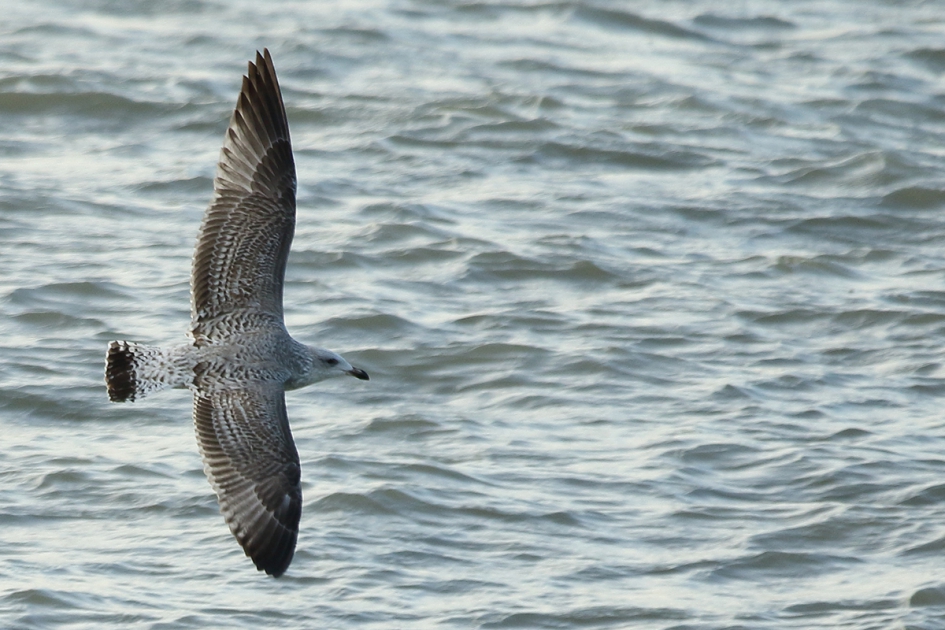 zilvermeeuw -1ste kalenderjaar- - Vogels - 