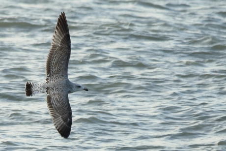 zilvermeeuw -1ste kalenderjaar-