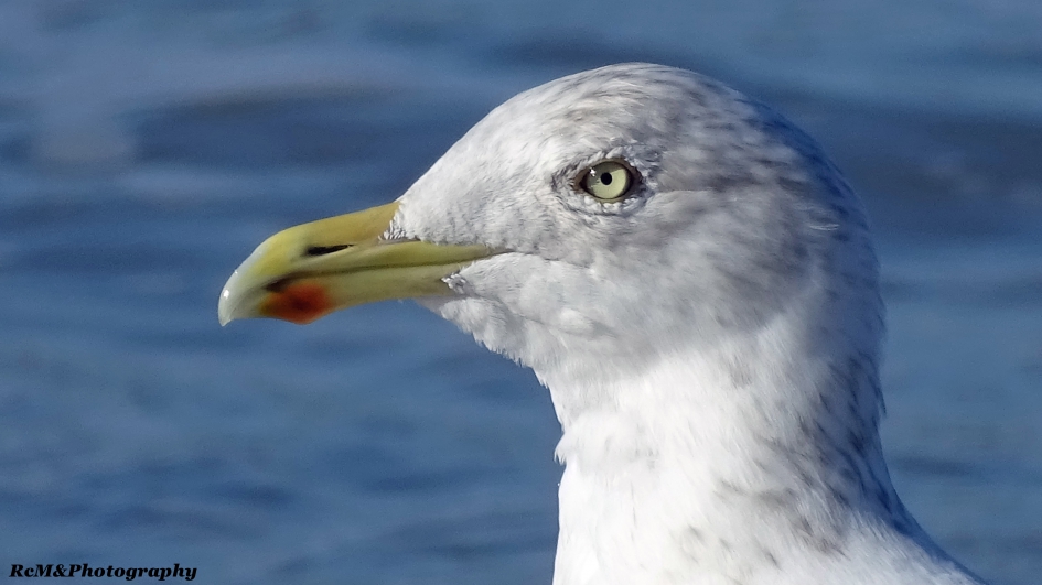 Zilvermeeuw. - Vogels - Zilvermeeuw.