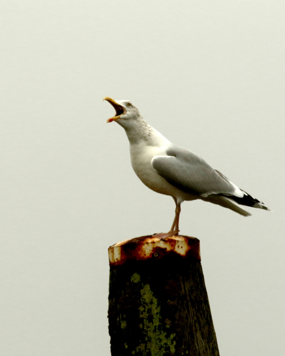 zilvermeeuw - Vogels - 