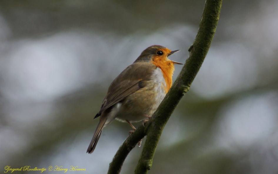 Zingend Roodborstje. - Vogels - 