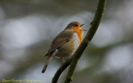 Zingend Roodborstje.