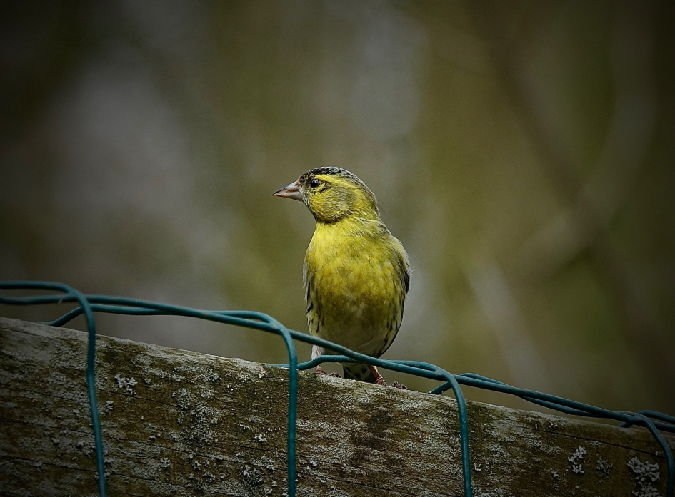 Zingende man - Vogels - Sijs