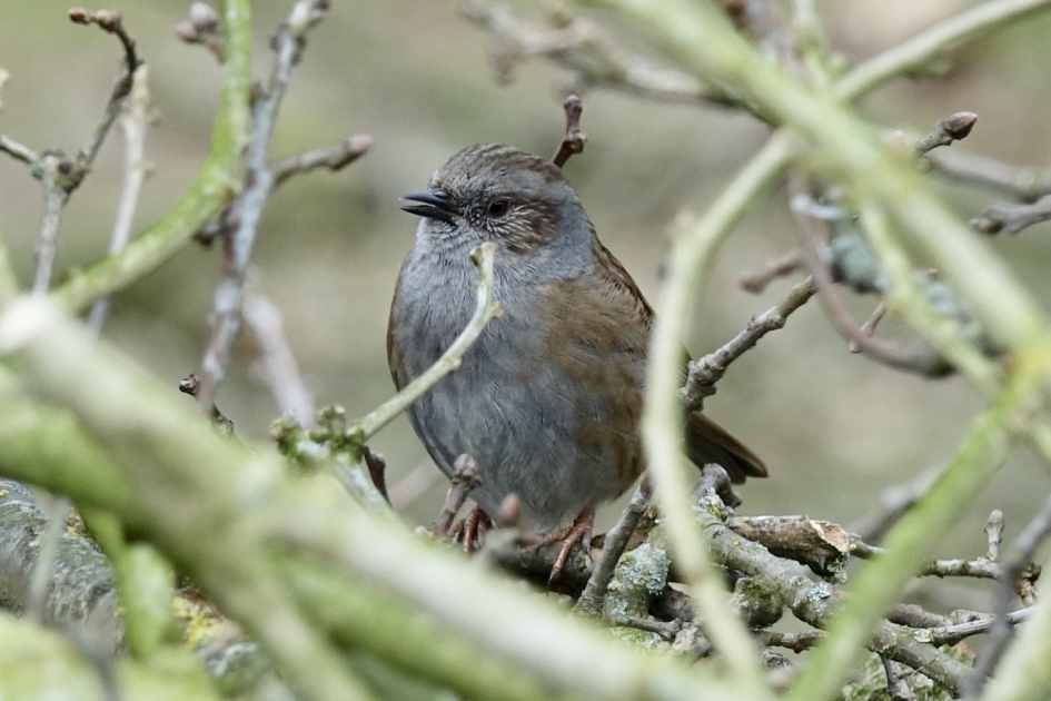 Zingende optimist - Vogels - Heggenmus