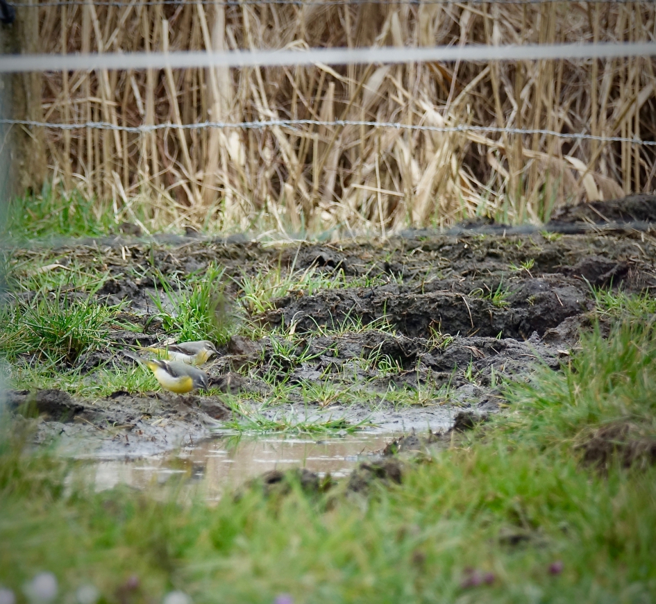 Zoekplaatje Grote Gele Kwikstaart - Vogels - Grote Gele Kwikstaart