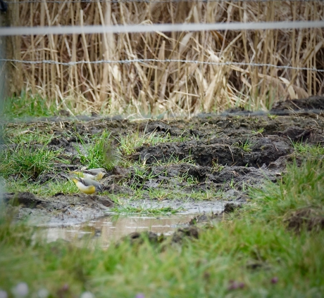 Zoekplaatje Grote Gele Kwikstaart