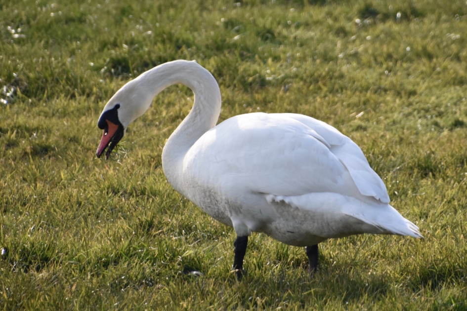 Zwaan is gras aan het keuren - Vogels - 
