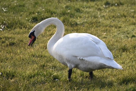 Zwaan is gras aan het keuren