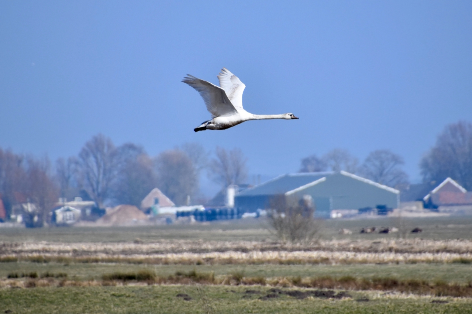 Zwaan boven de weilanden van de Molenpolder - Vogels - 