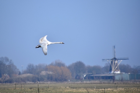 Zwaan en molen van Westbroek