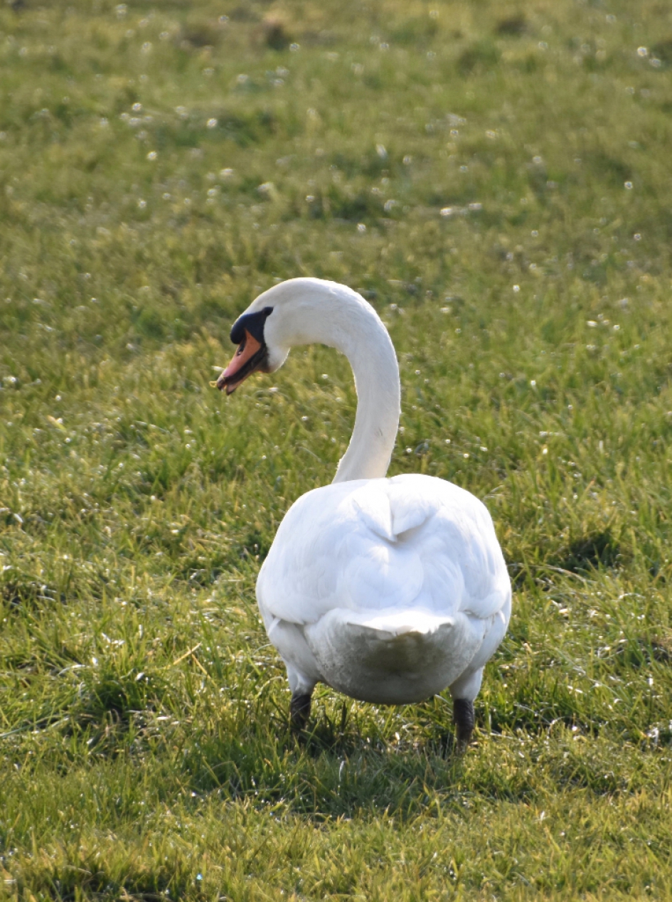 Zwaan in het weiland - Vogels - 