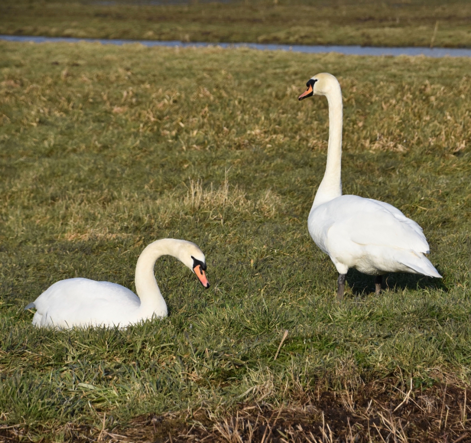 Zwanenpaar (2) - Vogels - 