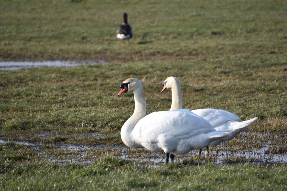 Zwanenpaar - Vogels - 